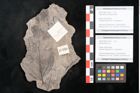 Foto (Detailansicht) von Daphniphyllum sp. (NHMW-GEO-2024-0188-10158b)